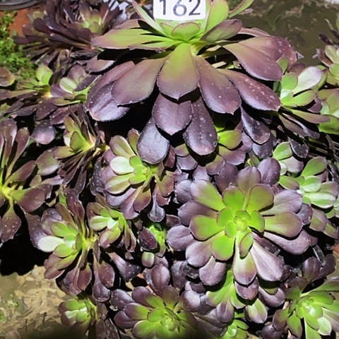 多肉植物法师162厚圆夜