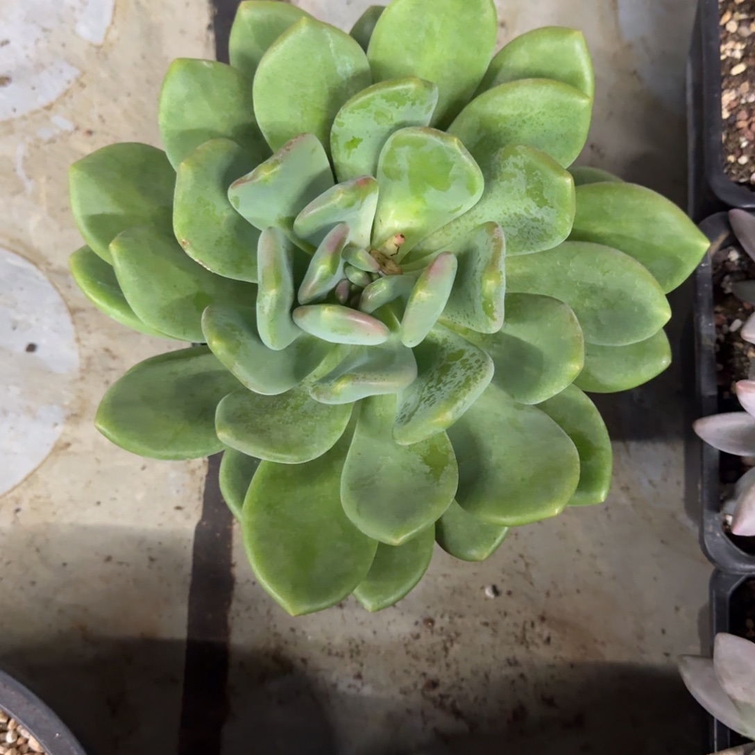 X系列美人 母本 一物一拍