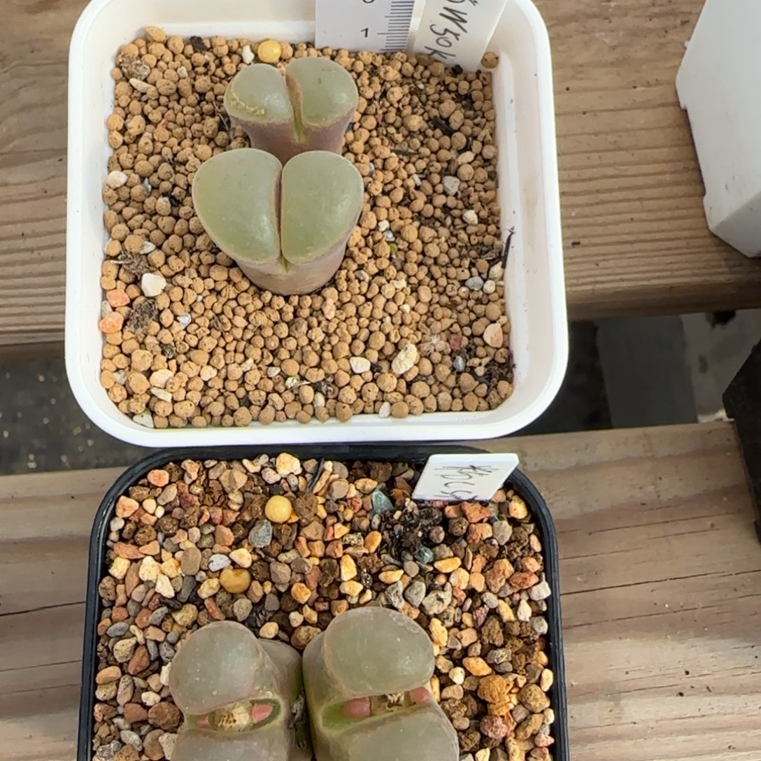 @***感多肉植物风铃一组137号