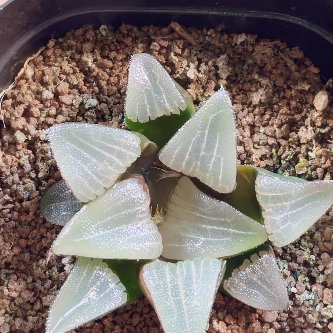 十二卷福利实生克无名