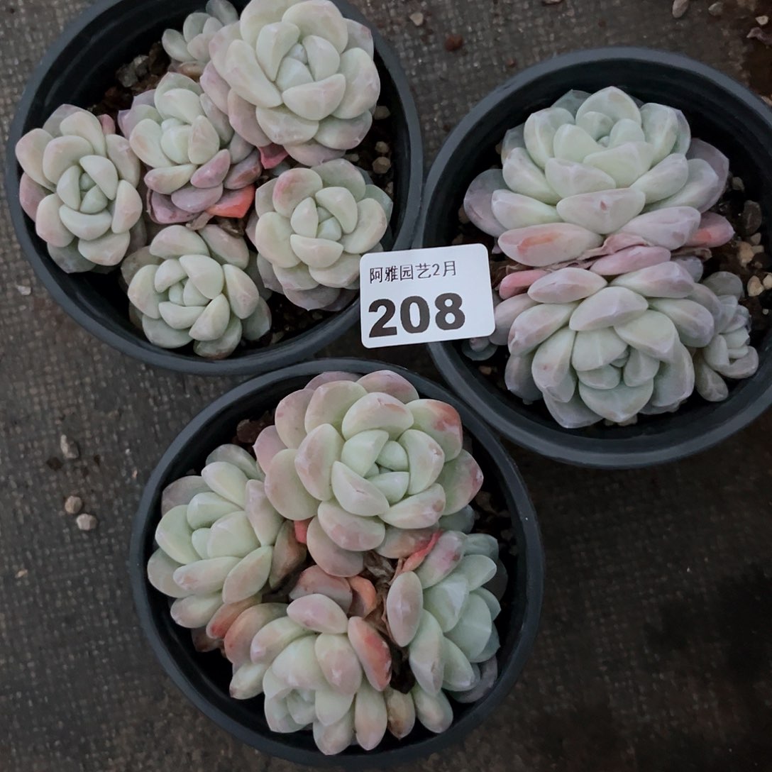 阿雅园艺。           208