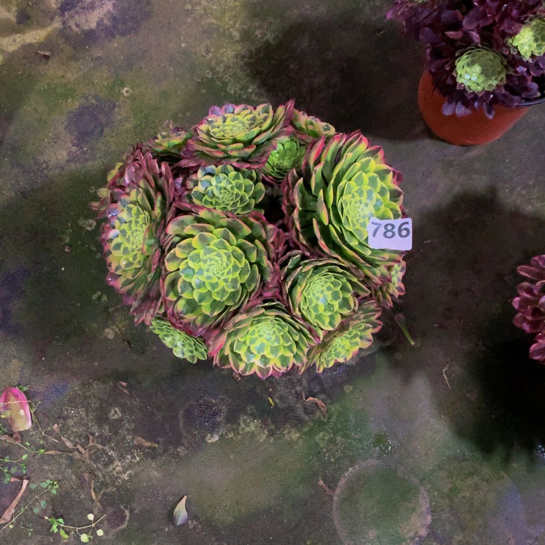 【闪购商品】大**书朝霞786 寄养