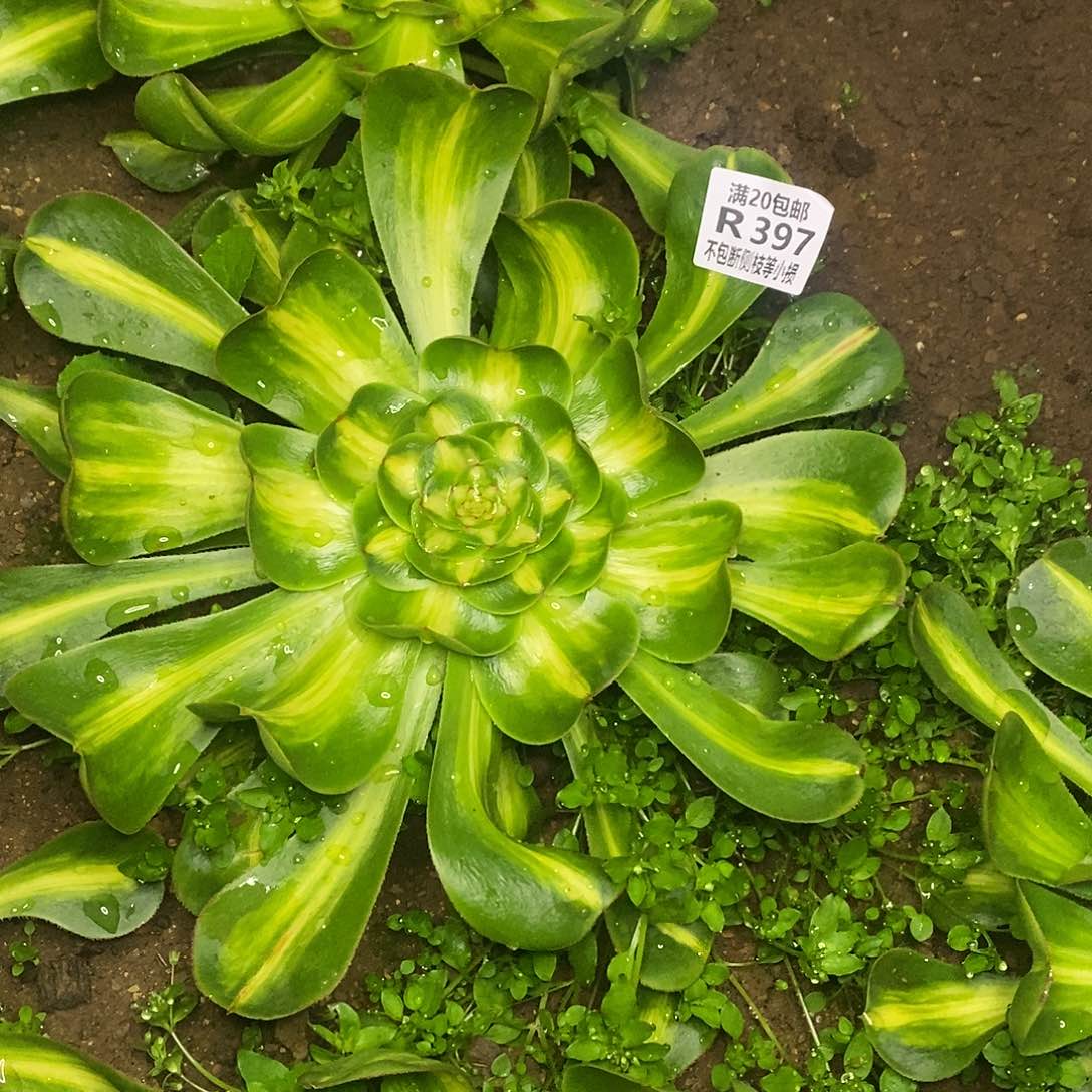 397暴君多肉叶片收到软榻