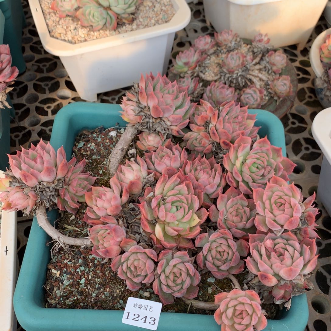 1243不包掉头整散特价处理