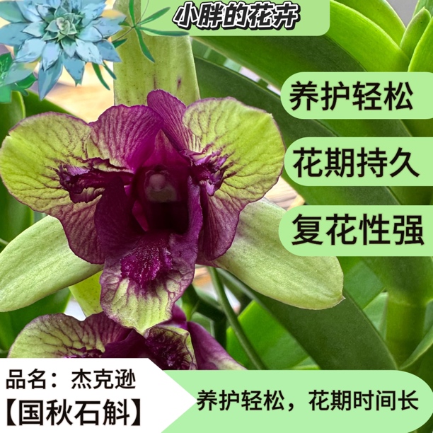 【小胖】精选【杰克逊】无花苗石斛兰石斛花兰花盆栽石斛兰盆栽秋石斛