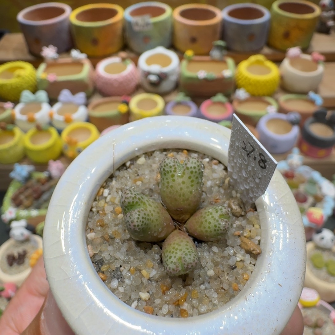 蘑菇1344一颗955d斑马多肉植物