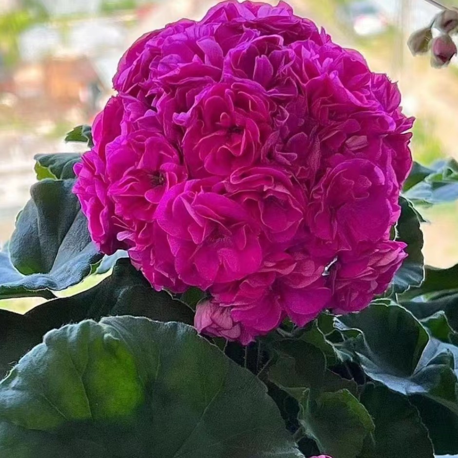 【法兰西】新品大花球耐热品种超级矮株勤花低于零下2度拍保温