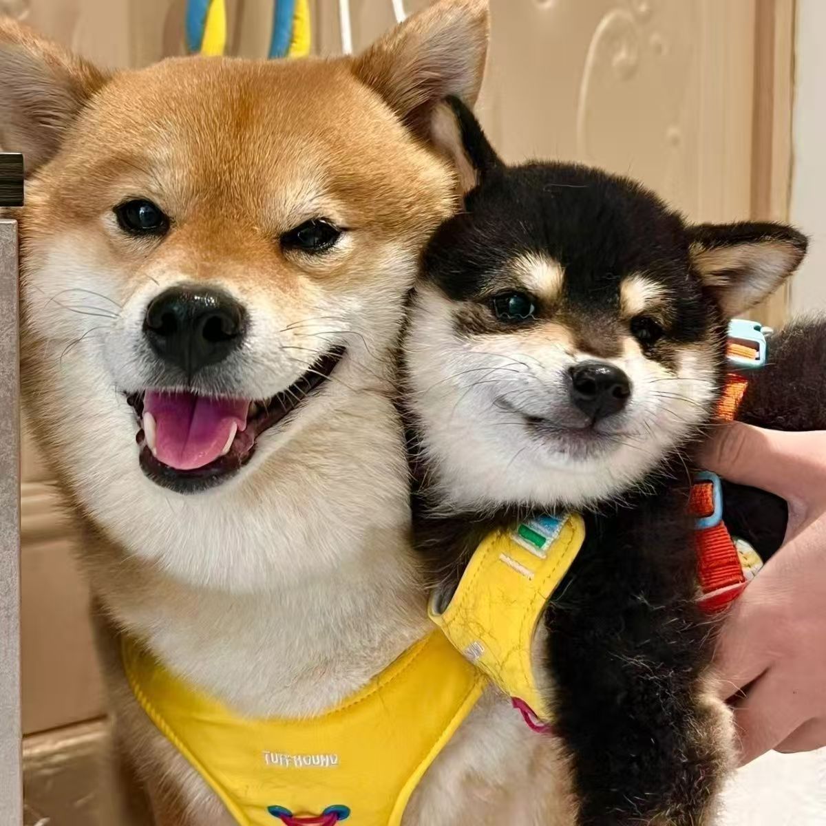 【鑫鑫】活体宠物狗狗一宠一拍一链接