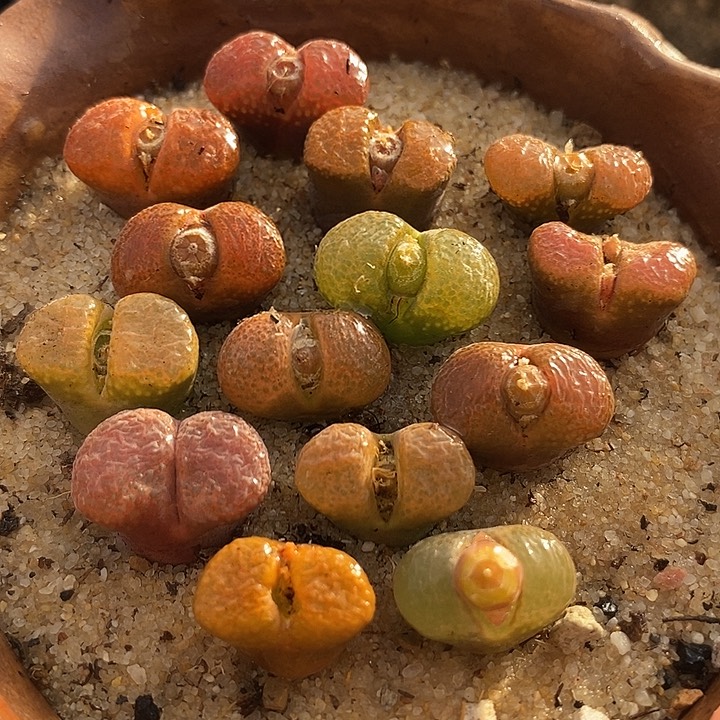 四年份风铃一颗           