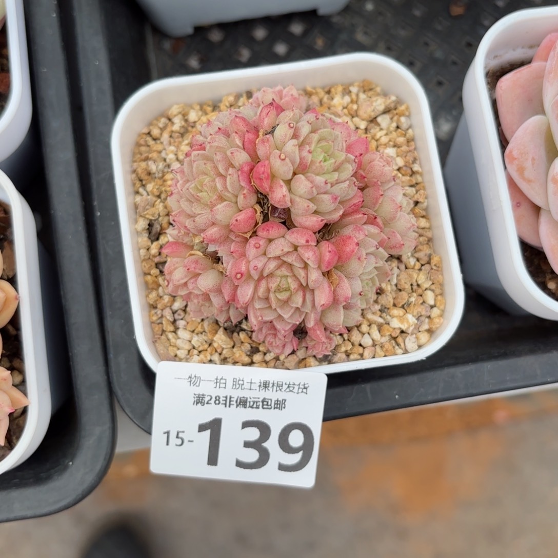 绿心羊脂球多肉老桩