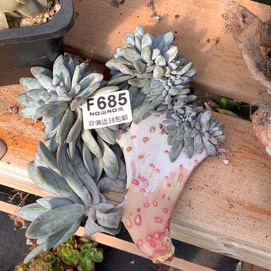 橙龙685 亏本处理不退不换7-8天发货