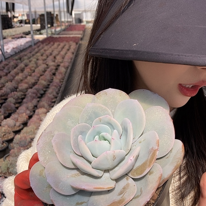 奶茶单头随机发货黑圆盘