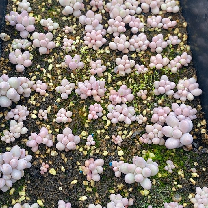 158 多肉植物盆栽花卉盆栽植物