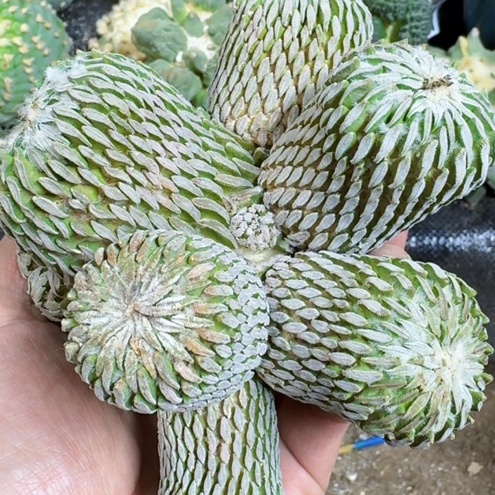 福利落地大丸子群083