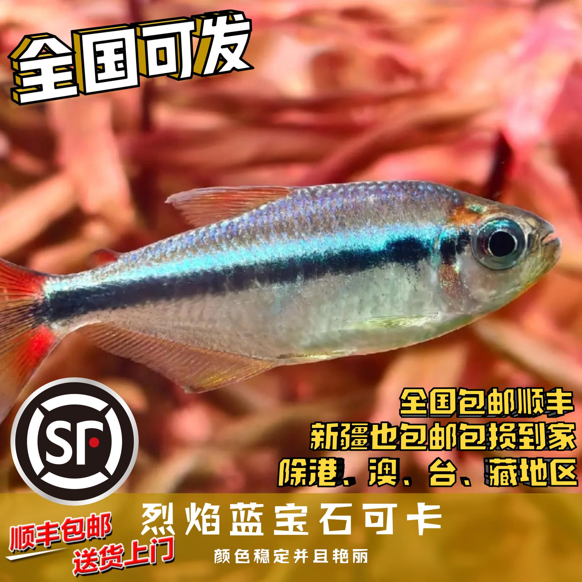 Boo小鱼 烈焰蓝宝石可卡 偏远地区任意三单包顺丰空运