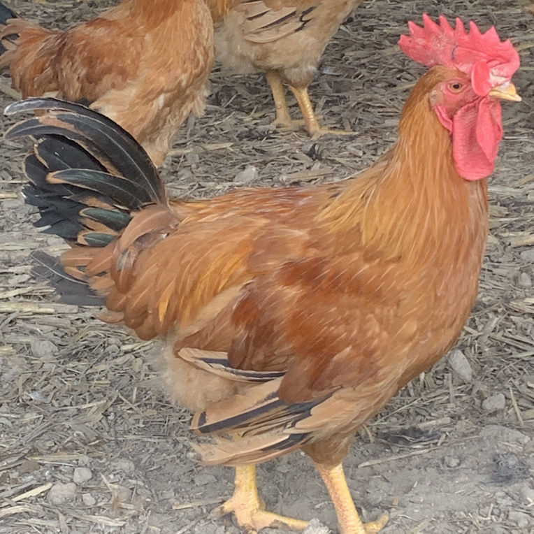 农家散养 黄花大公鸡毛重6斤半左右