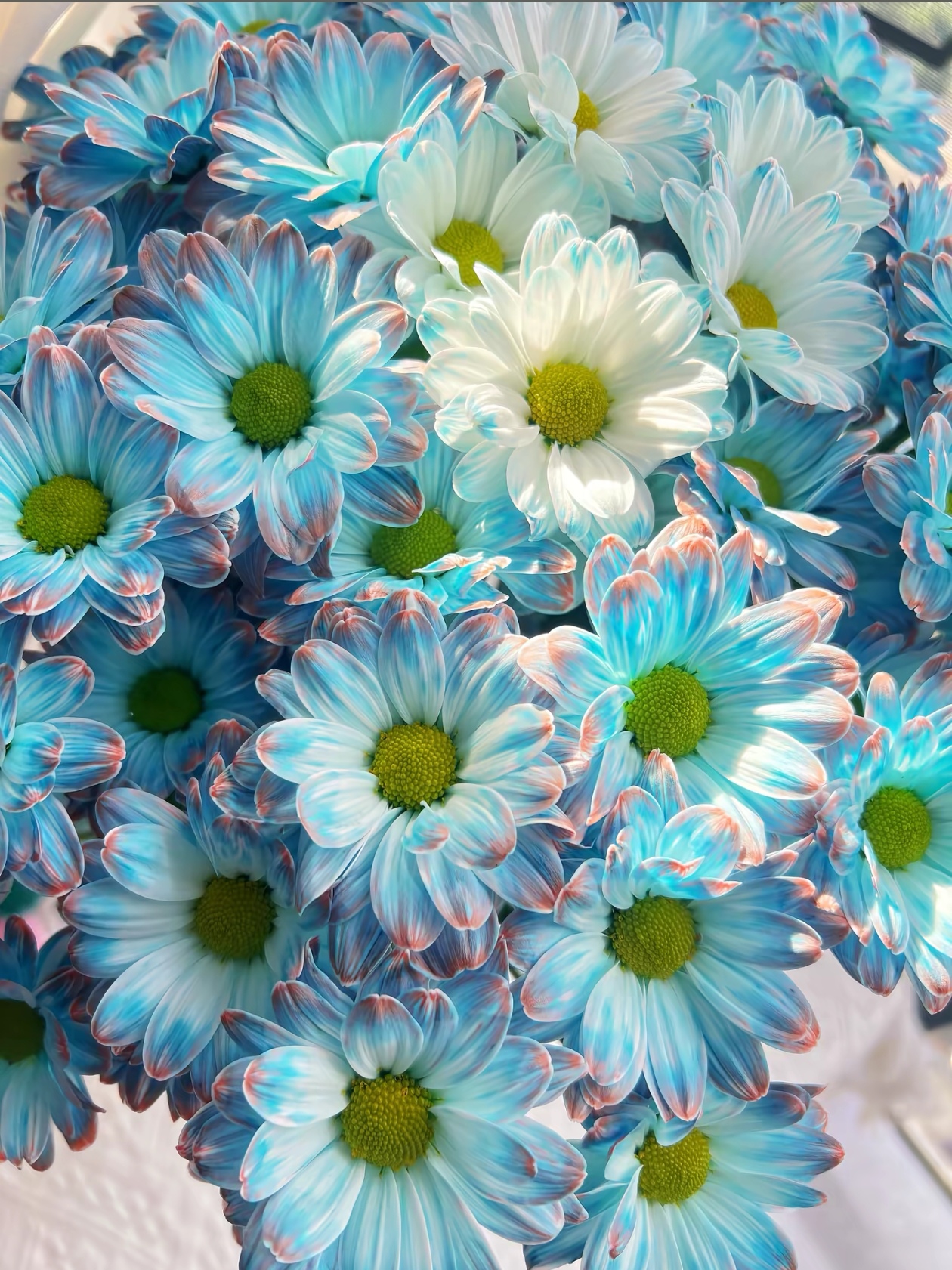 【吸色青花瓷小雏菊1扎】任意2单升级顺丰/德邦