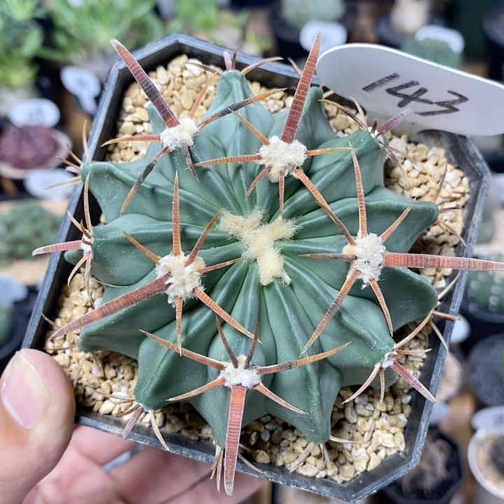 143号实生精品凌波仙人球8.8cm