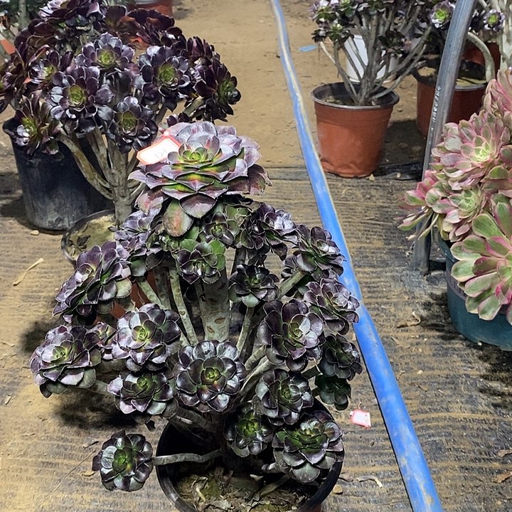 121，晚霞多肉法师