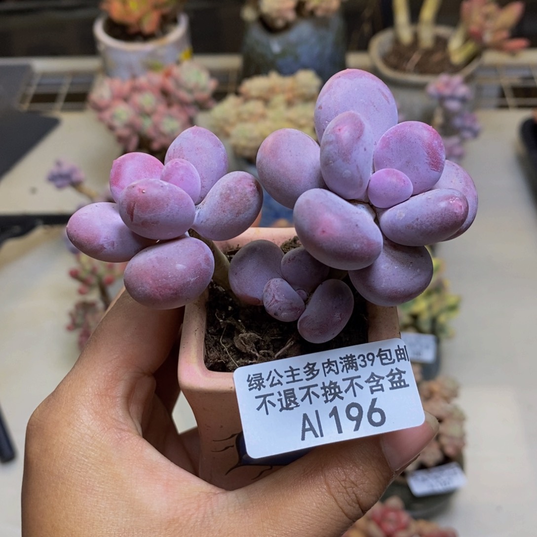 196彩虹奶多肉6c m