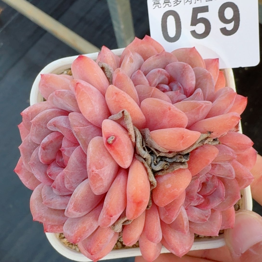 冰魄群生         精品多肉