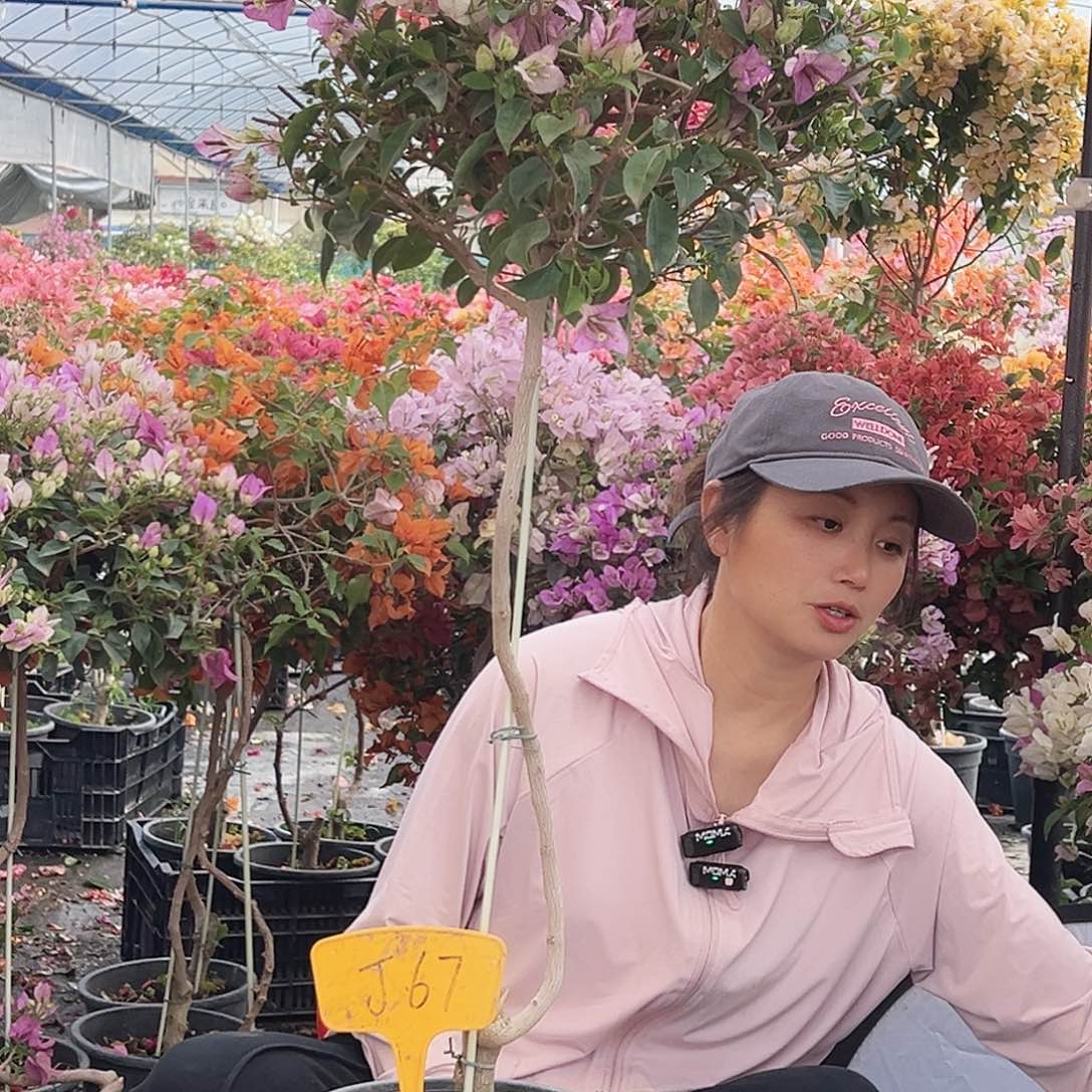 随***缘大部分花苞少量开放J67雪紫