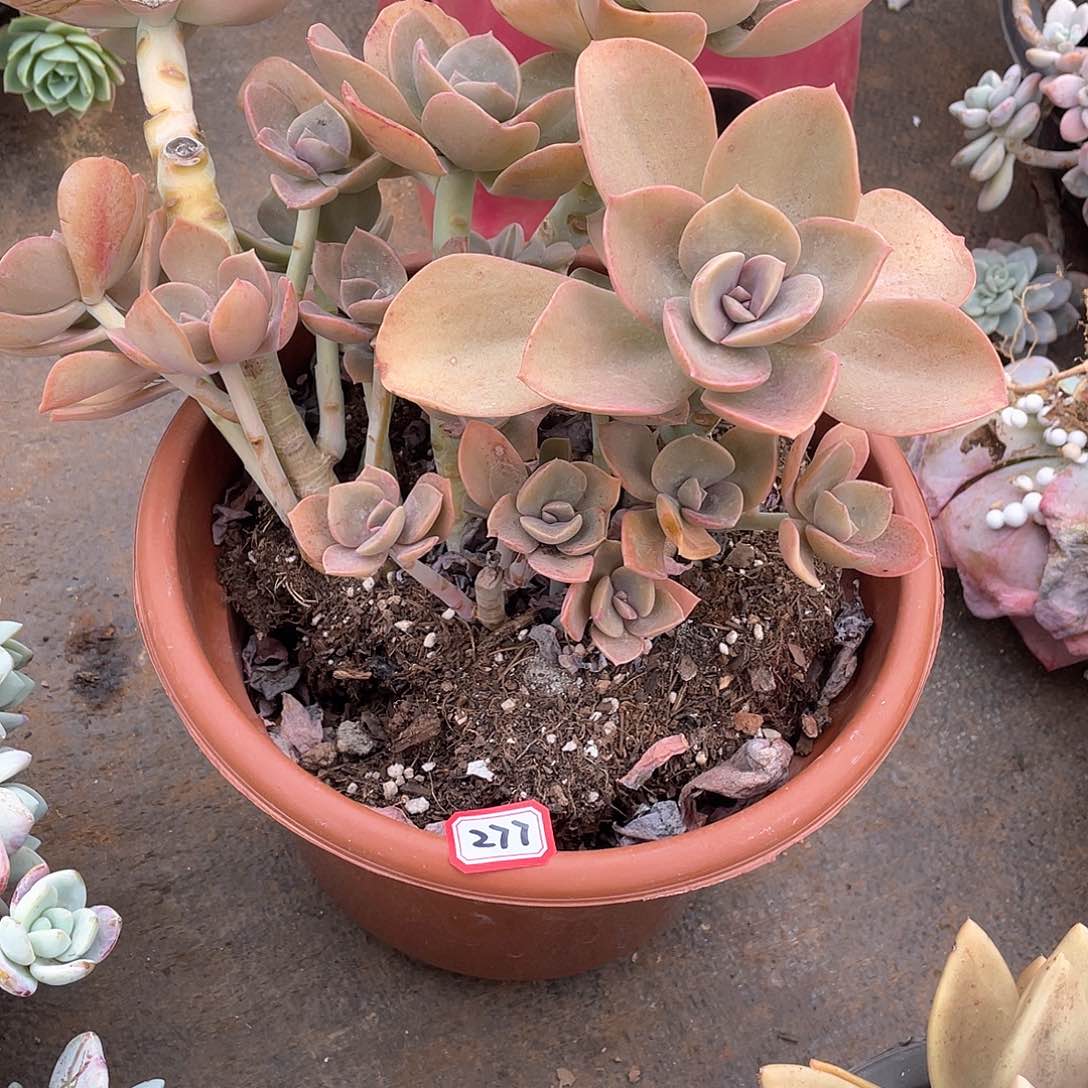 277贺氏 一物一拍多肉