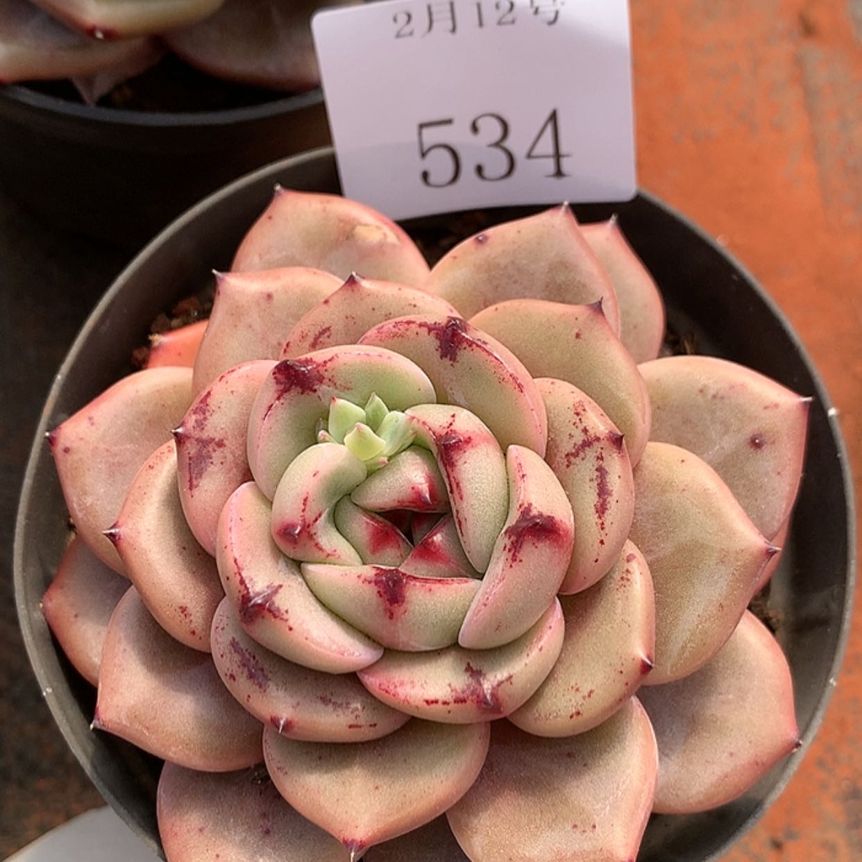 【闪购商品】云534