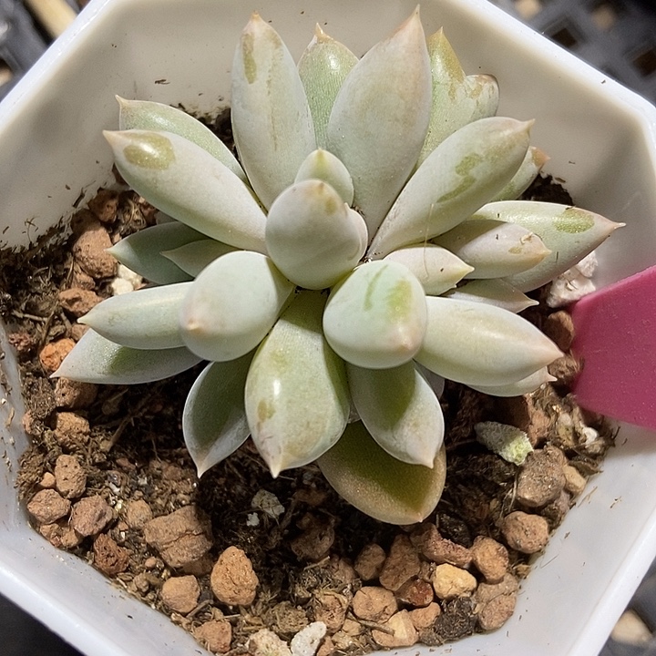 多肉植物哥特92多肉