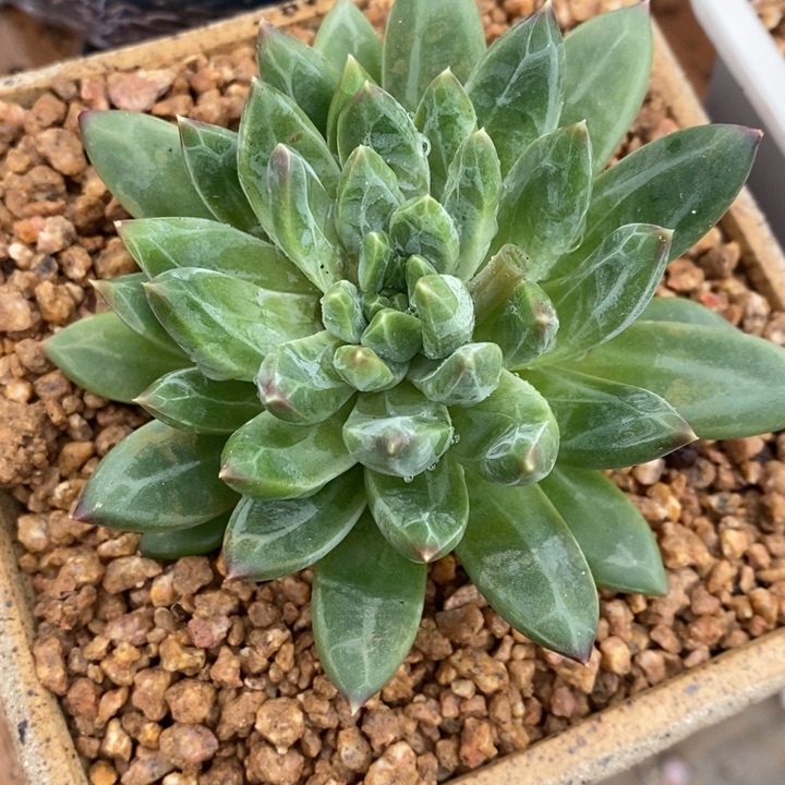 多肉乐园精品青花