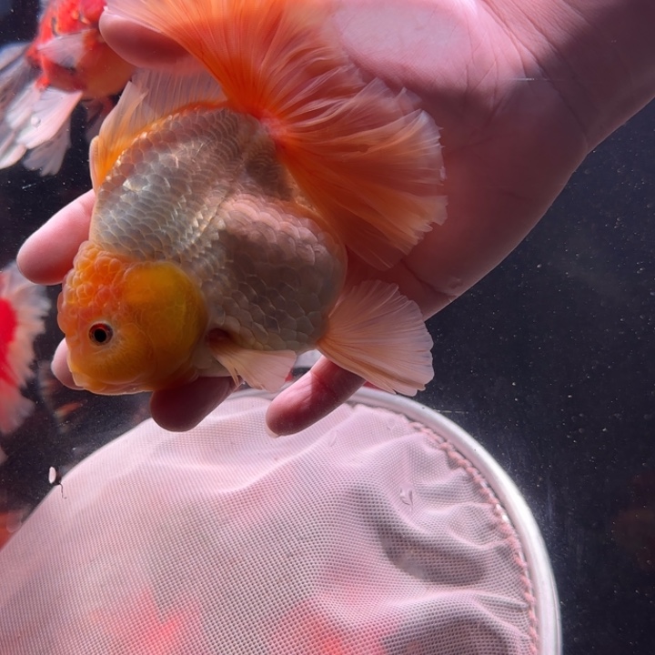 金鱼泰狮金鱼 观赏鱼