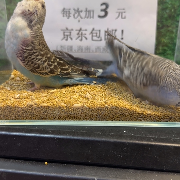 虎皮鹦鹉大头虎皮鹦鹉