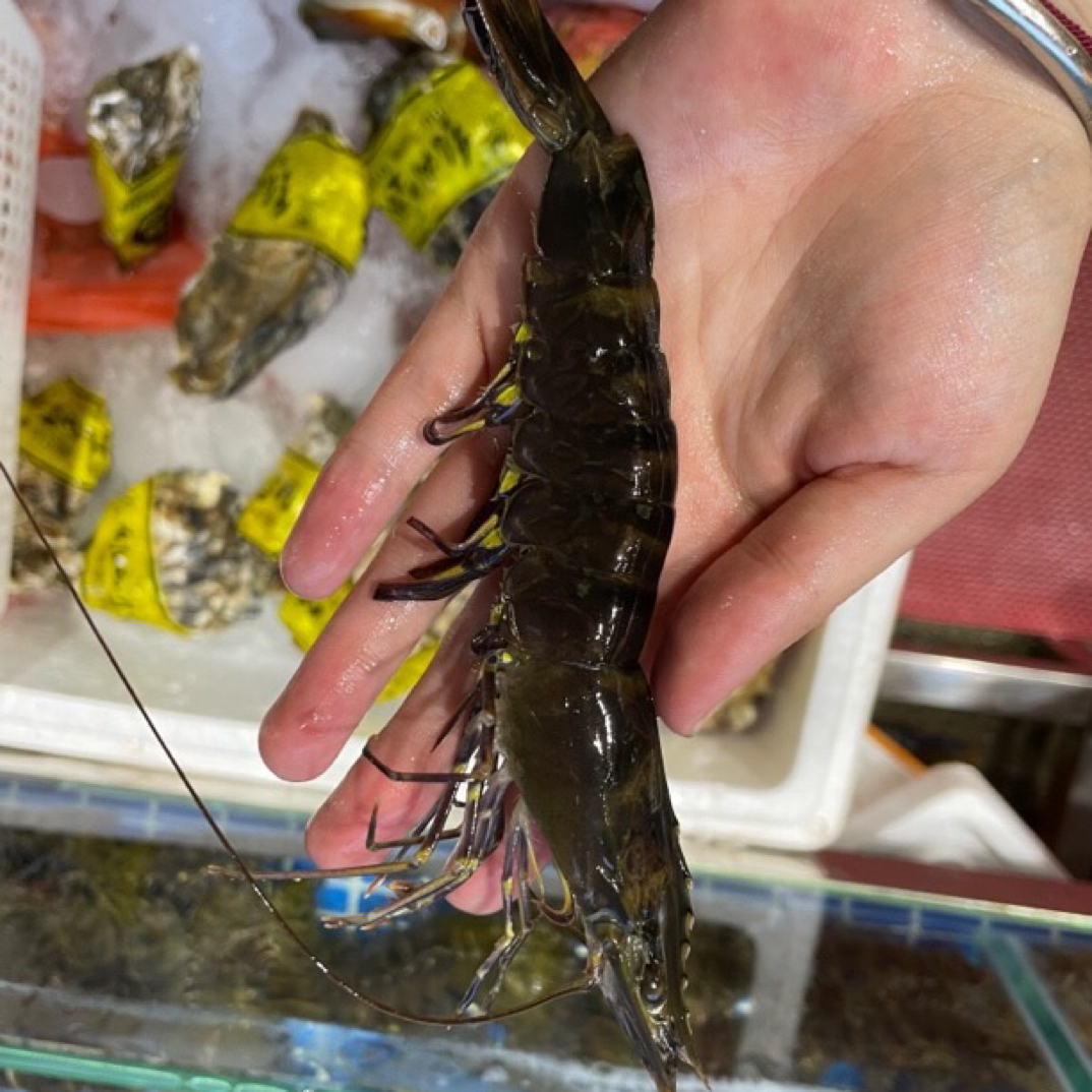生猛黑虎虾500克一斤【鲜活】