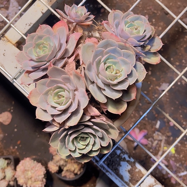 無***n一个人不容易吧哈哈很不错