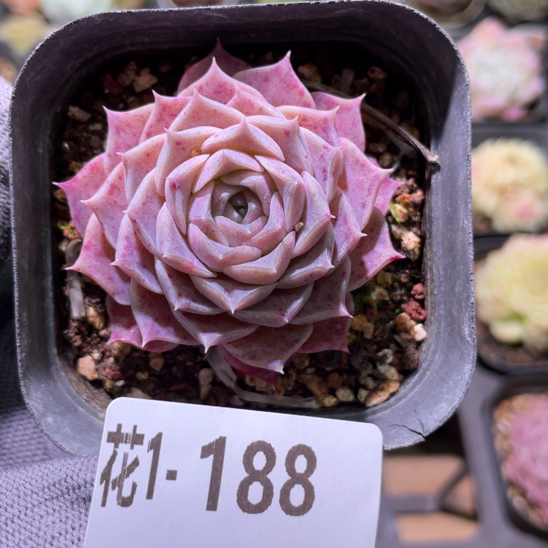 花利美1-  188海林娜