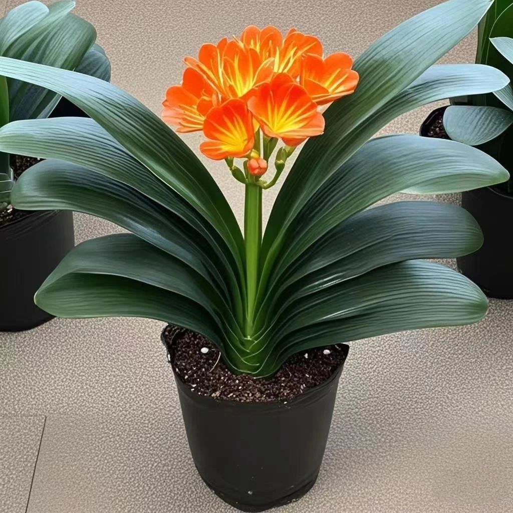 君子兰盆栽名贵花卉高档绿植当年开花四季常青好养易活室内阳台