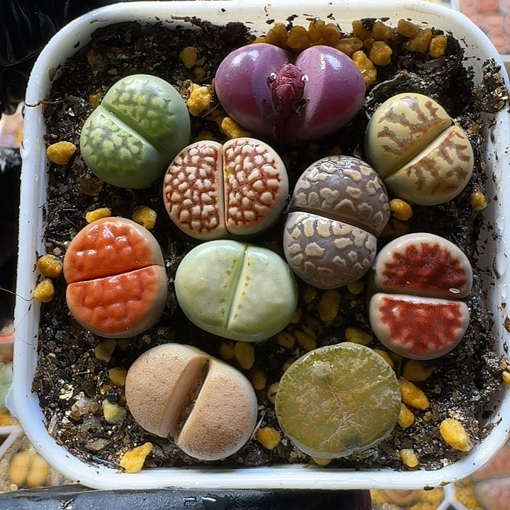 生石花11111111       105