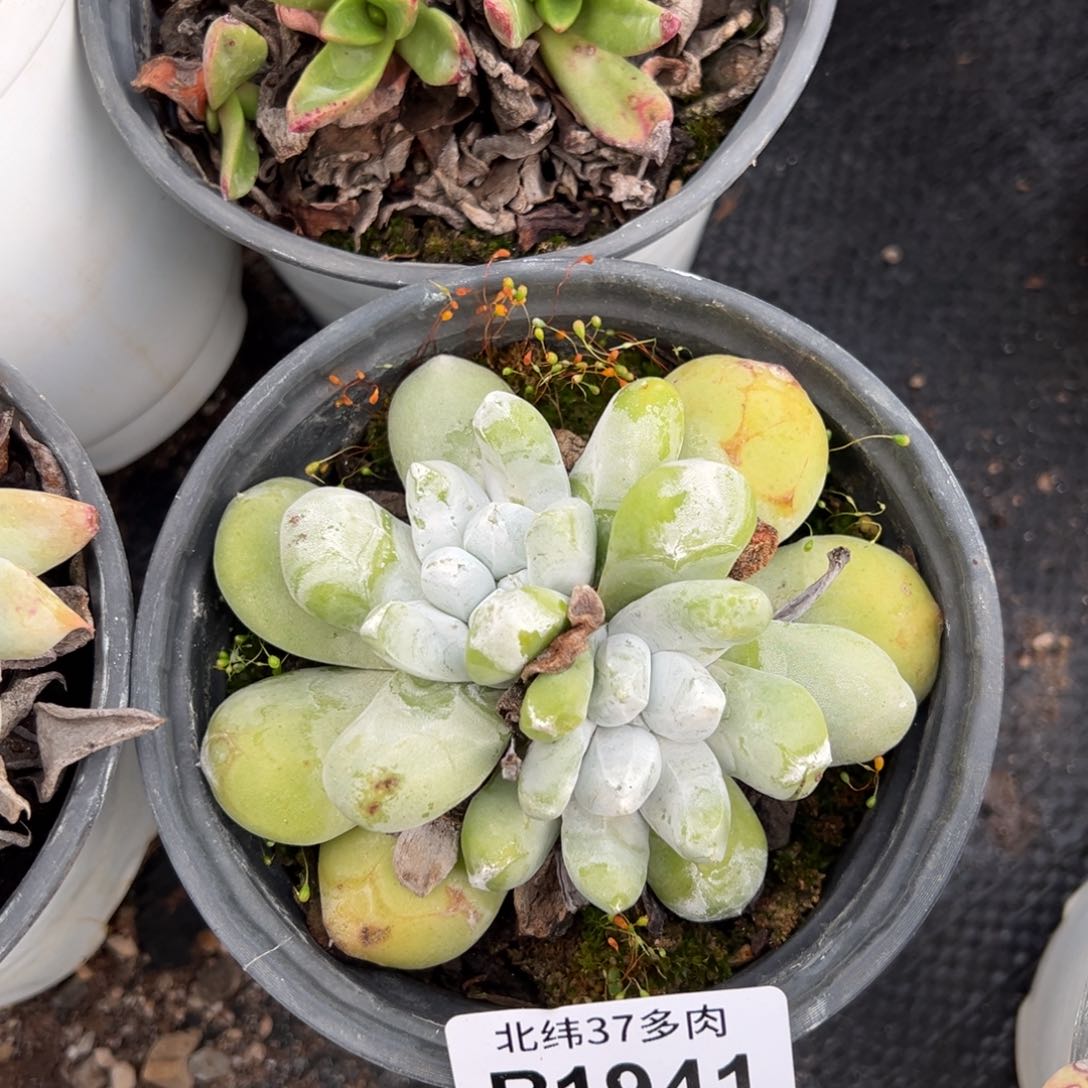 1941拇指哈哈哈哈哈哈