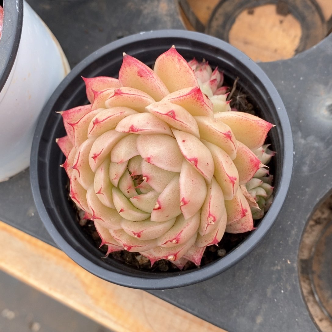 精品多肉一物一拍不包整149