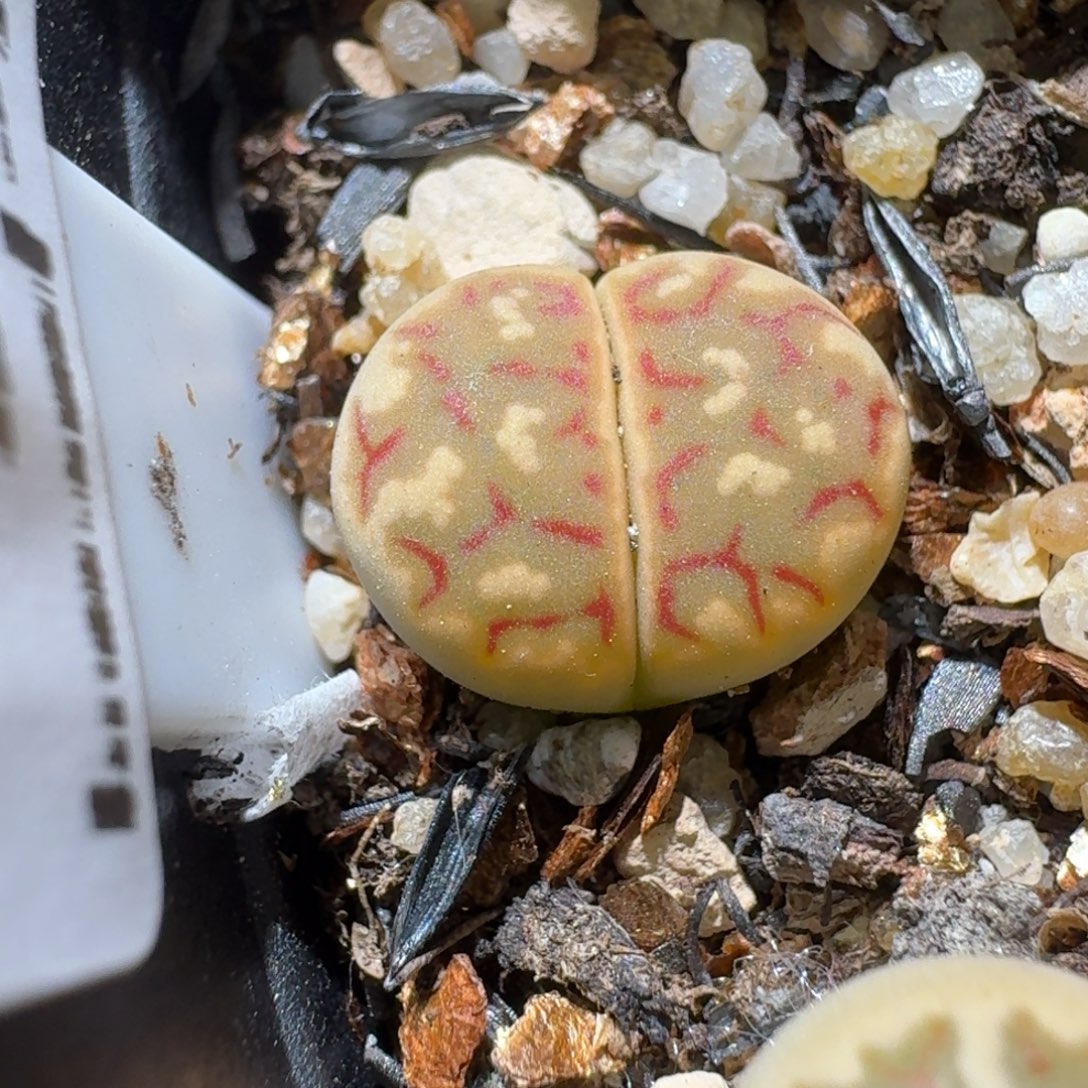 Ssss清货价便宜出258