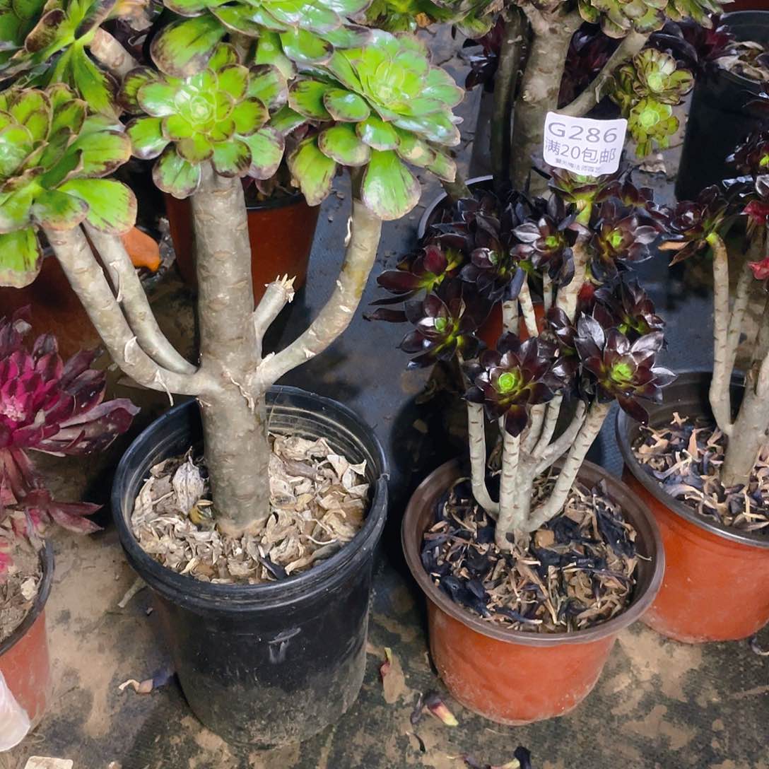 ?*1286组合多肉v锦有老伤