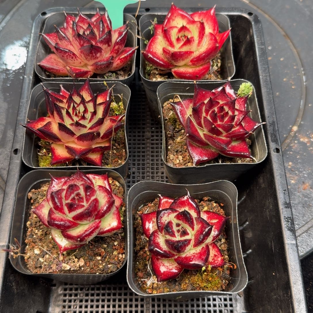 从前慢多肉精选编号1213.253