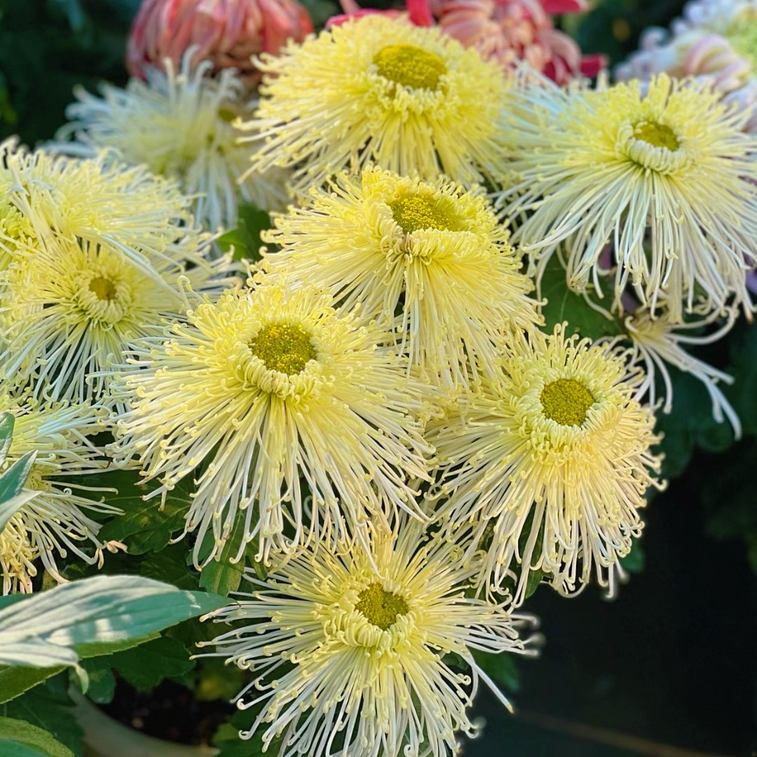 天花众雨【带花】大花型菊花