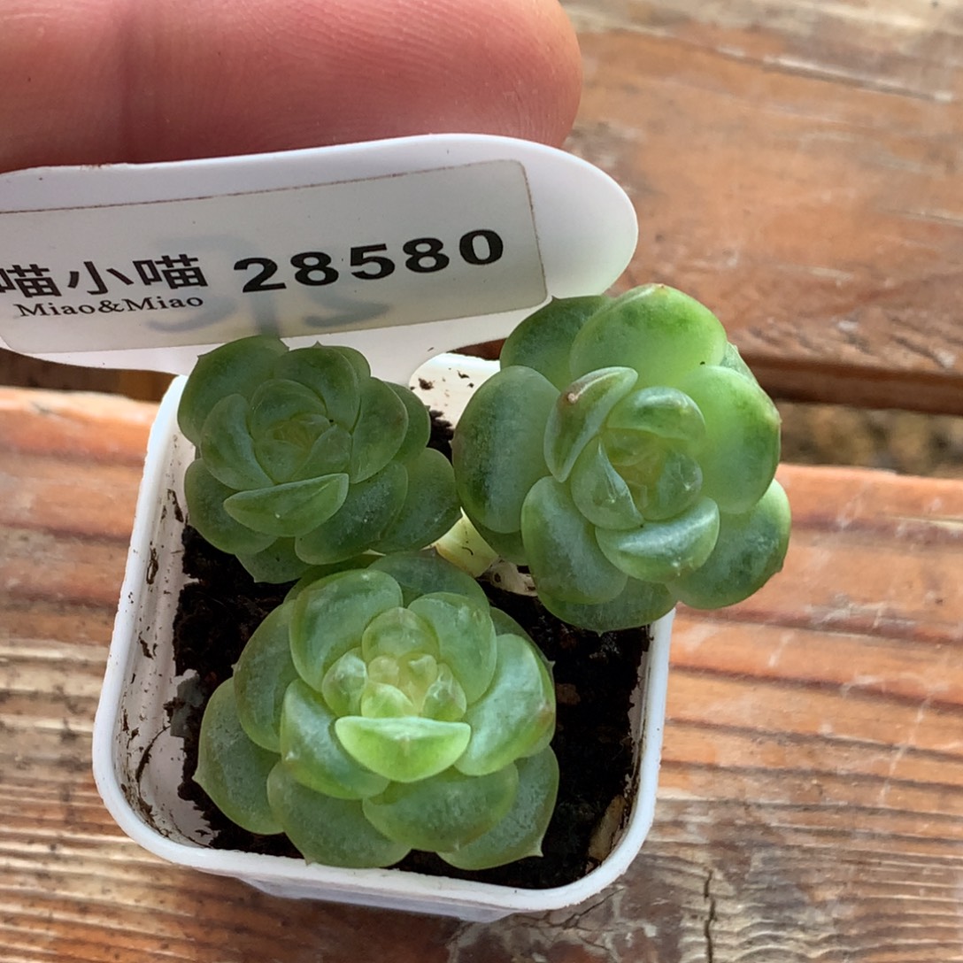 小***帽多肉植物杂交珍妮