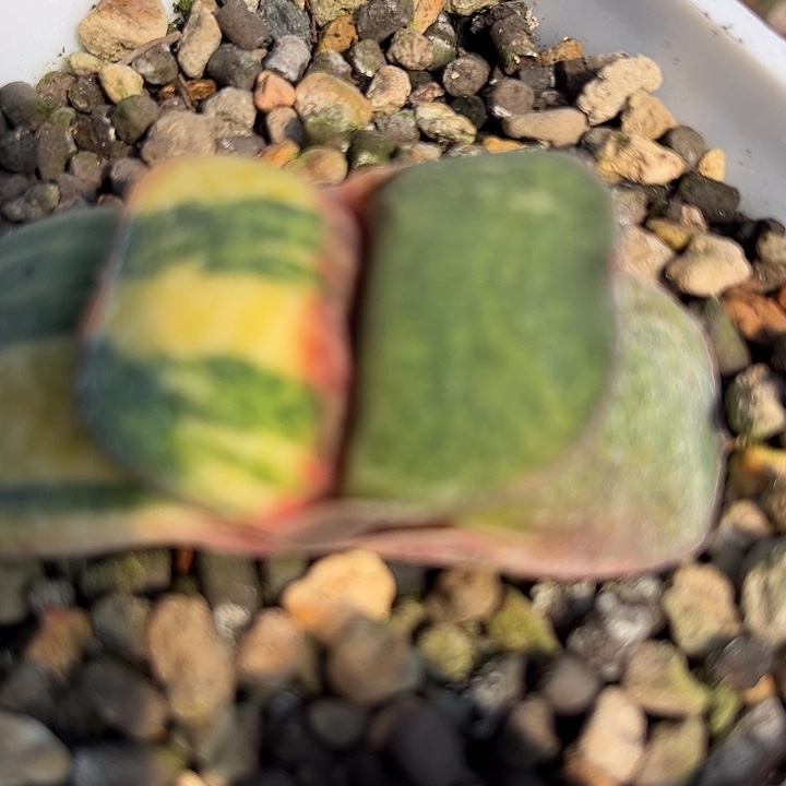 329脱土发货111111111