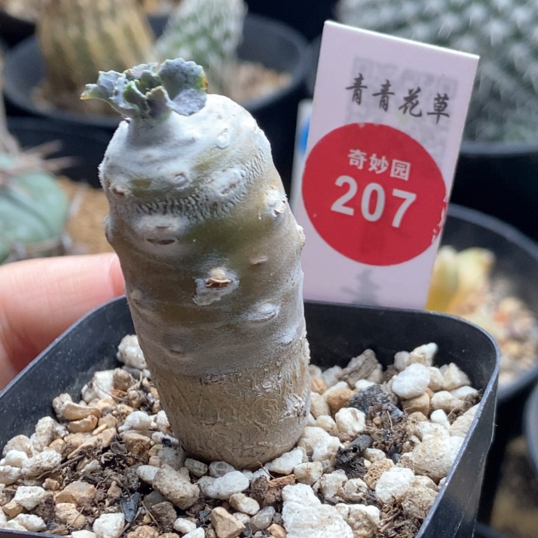 雪露厚敦菊一颗仙人球