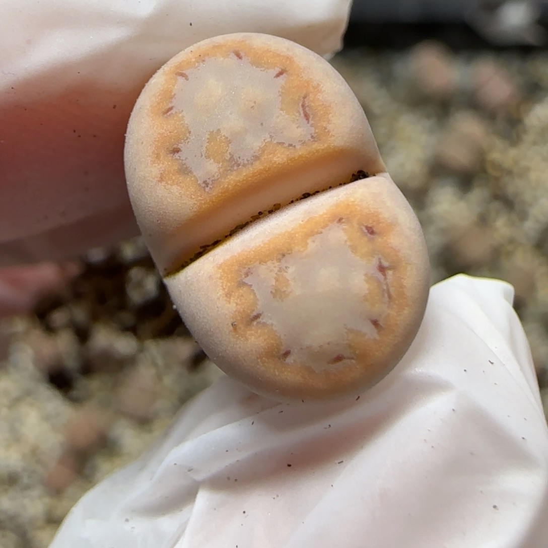 12.13.c216饼干.微腿.9115清旧框