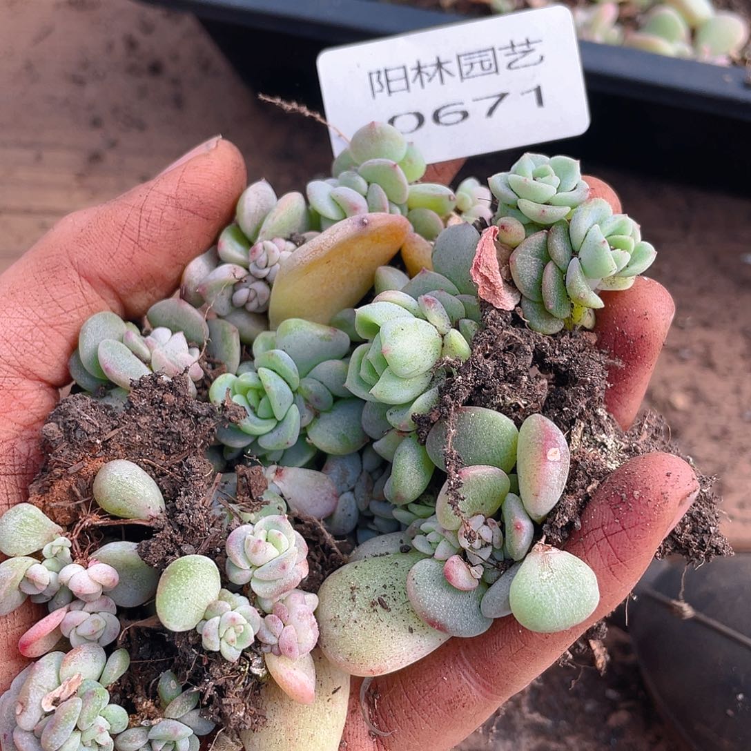 多肉植物多肉植物671