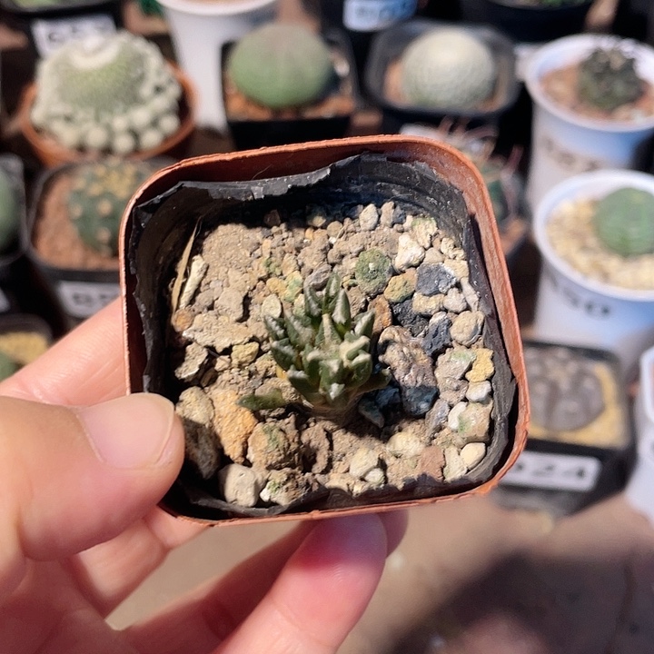 903实生黑牡丹仙人球