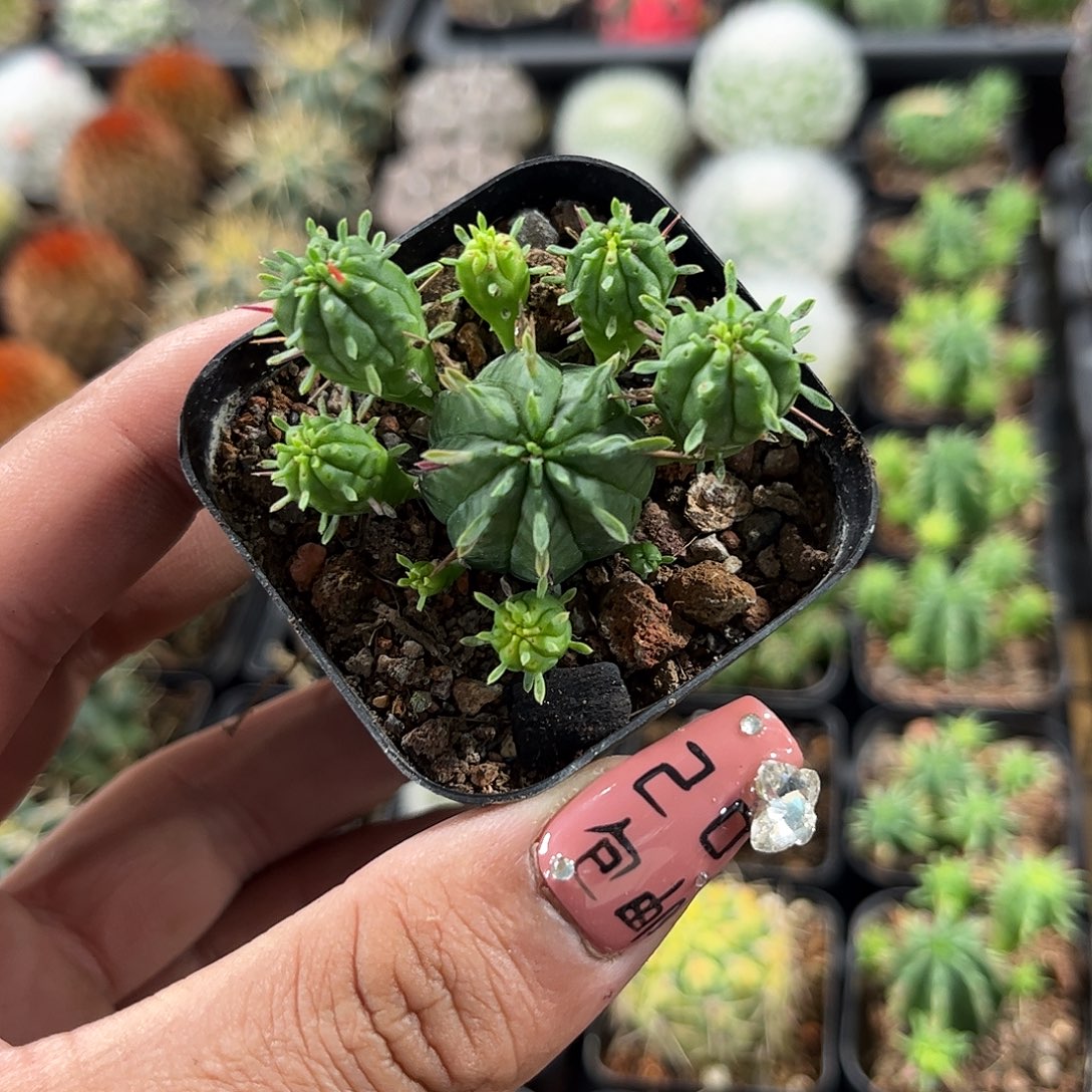 火麒麟单头发货单头发